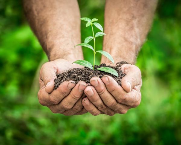 Senior man holding young plant in hands against spring green background. Ecology concept